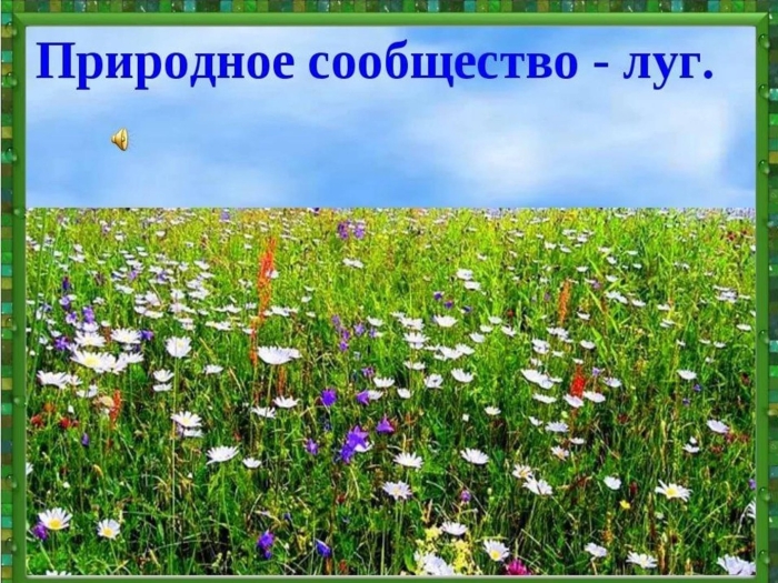 Природное сообщество луг