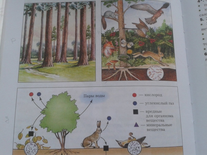 Модель демонстрирующая круговорот веществ 3 класс окружающий мир