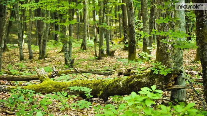 Сообщество леса