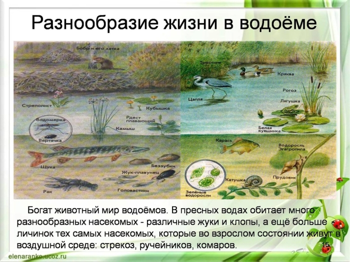 Природное сообщество водоем