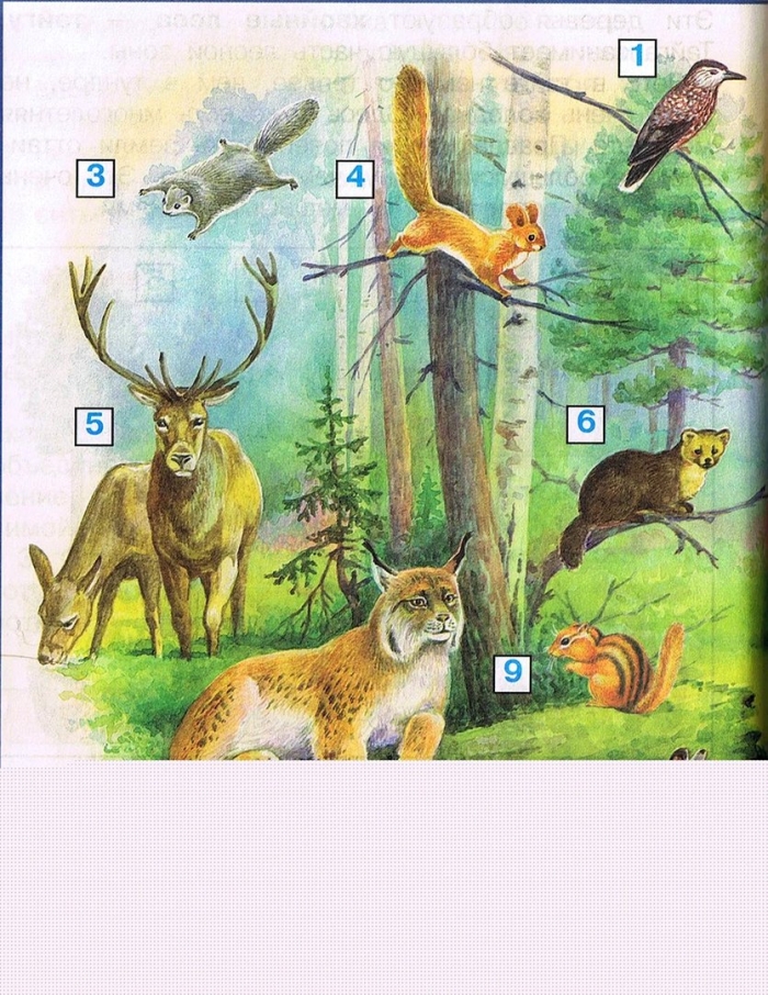 Животные тайги 4 класс окружающий мир