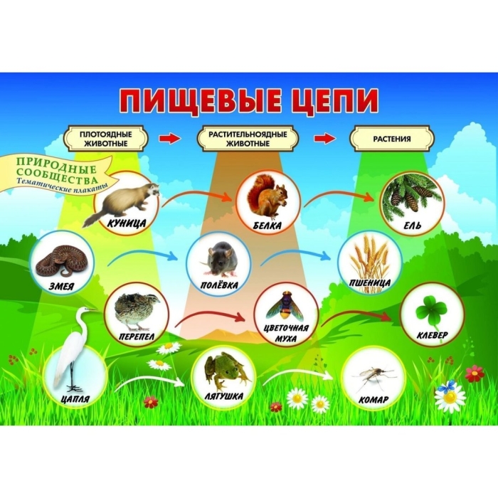 Окружающий мир 3 класс цепи питания