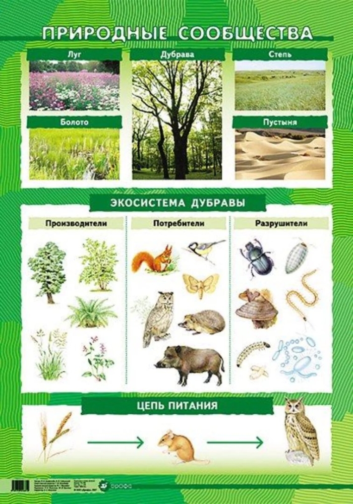 Экосистема леса