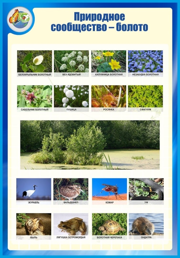 Природное сообщество 3 класс окружающий мир