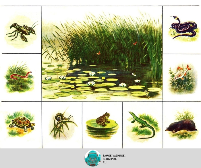 Зоологическое лото  в мире животных