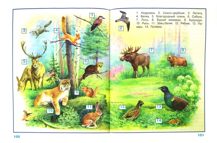 Животные леса 4 класс окружающий мир