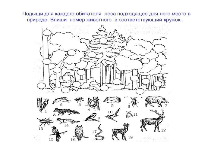 Животные задания для детей