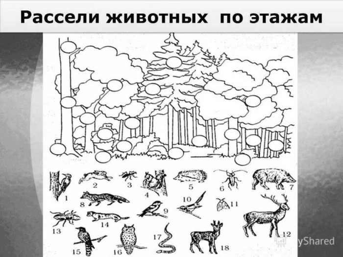 Лес задания для дошкольников