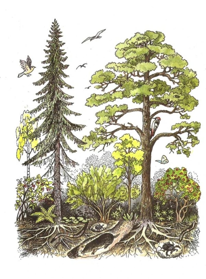 Ярусность лесного биоценоза