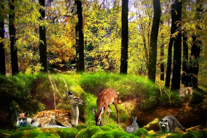 Животные лес