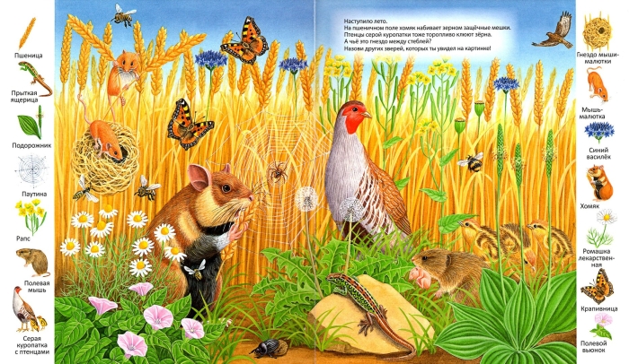 Животные живущие на лугу