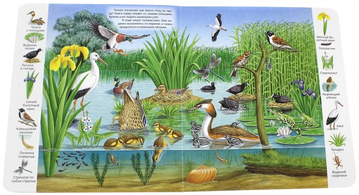 Обитатели водоемов для детей