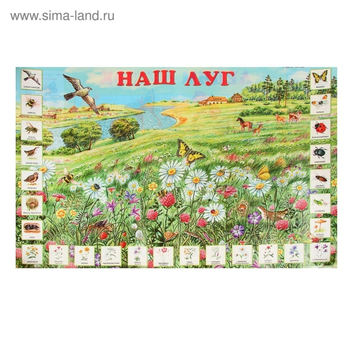 Луговые цветы плакат