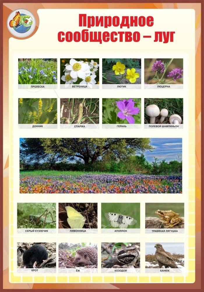 Луг природное сообщество