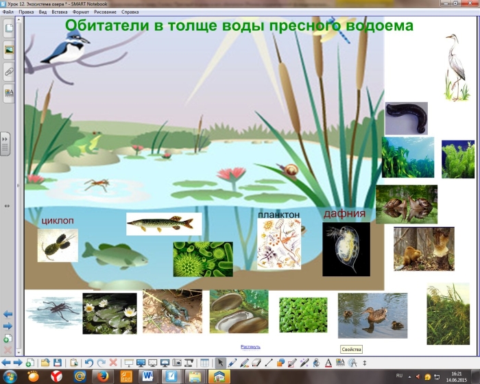 Водоем и его обитатели