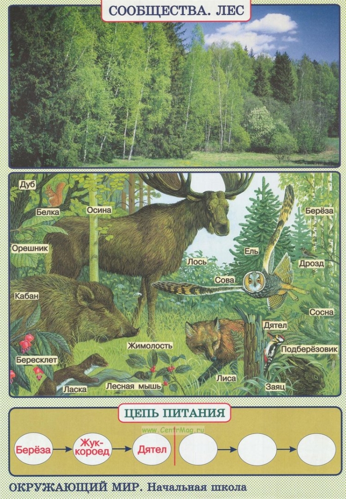 Пищевая цепь сообщества лес