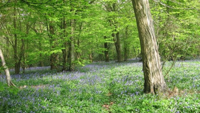 Bluebell wood