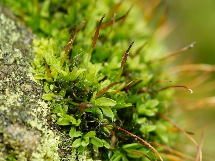 Листостебельные мхи