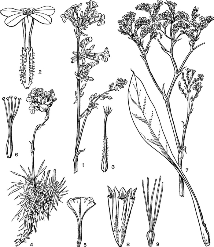 Растения семейства