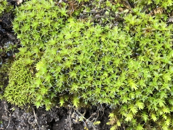 Syntrichia ruralis