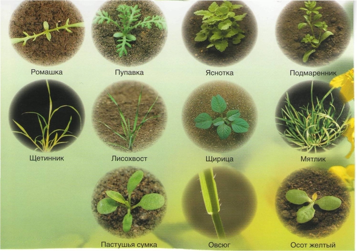 Травянистые растения названия