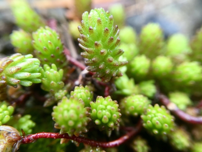 Очиток лидийский - sedum lydium