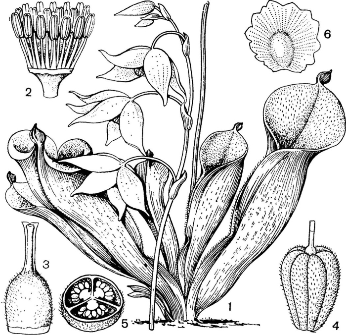 Саррацения гелиамфора