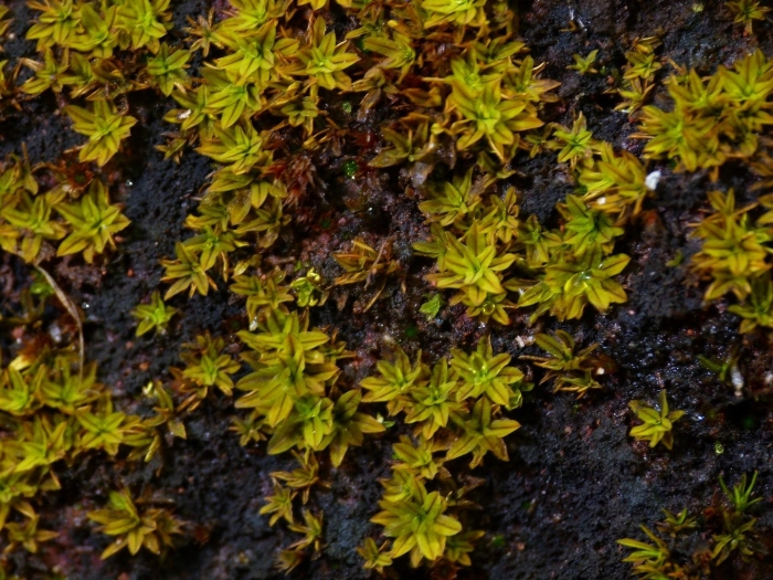 Синтрихия полевая мох
