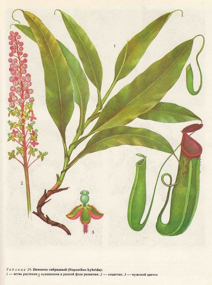 Непентес кувшинчатый