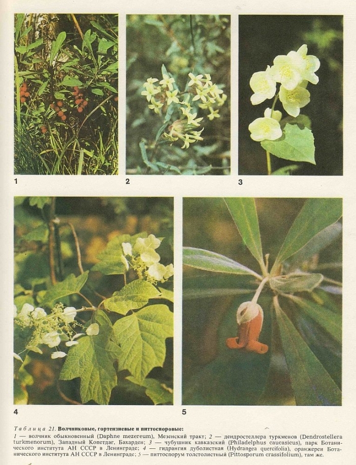 Семейство гортензиевые представители