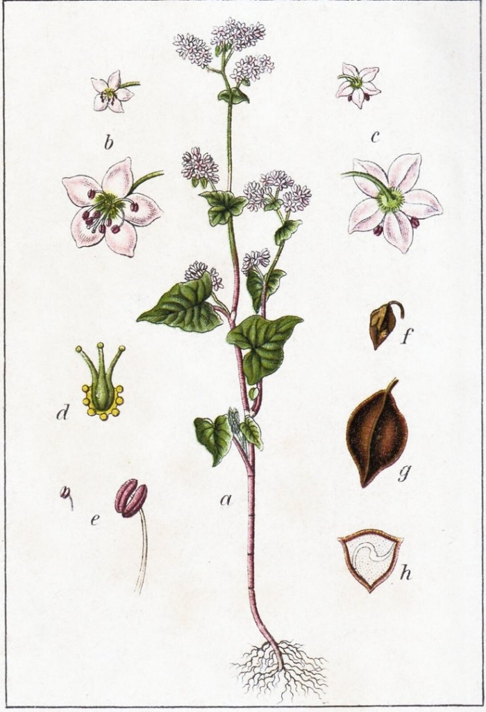 Гречиха посевная (fagopyrum esculentum)