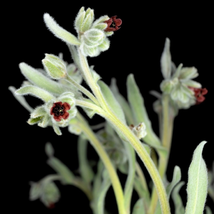 Циноглоссум чернокорень