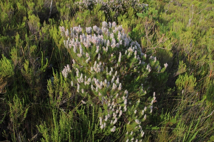 Эрика блуждающая редкий реликт