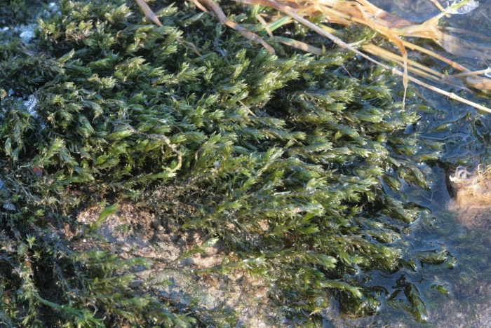 Cinclidotus fontinaloides