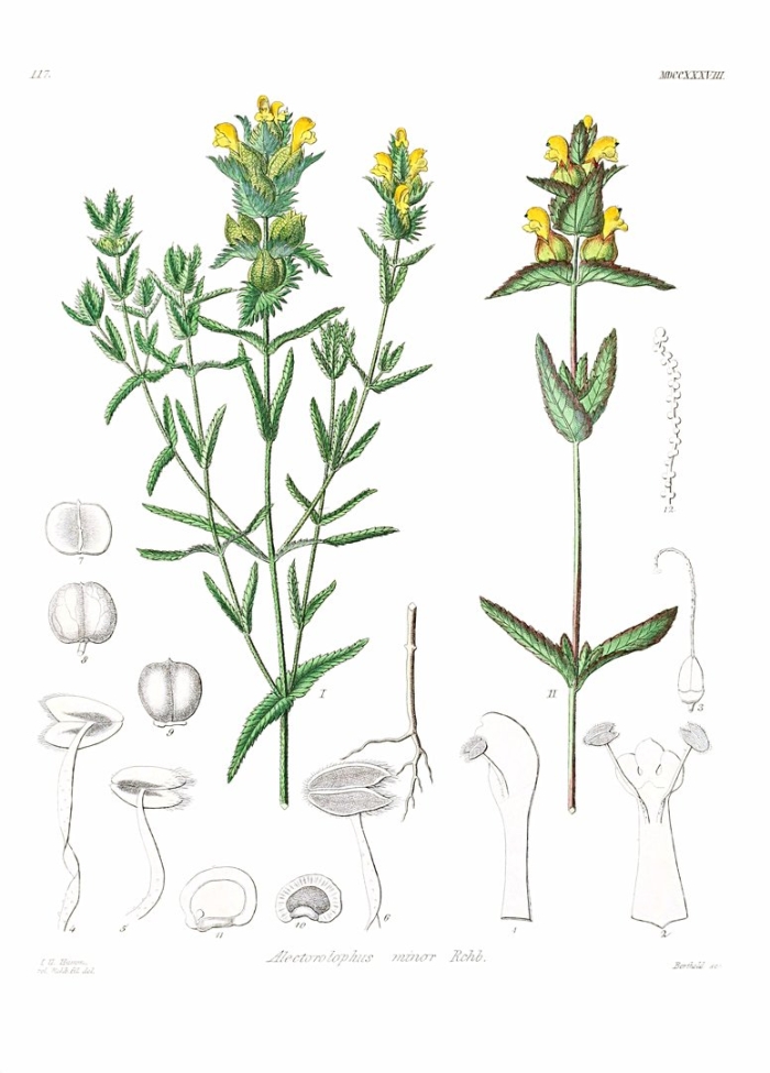 Марьянник луговой (melampyrum pratense)