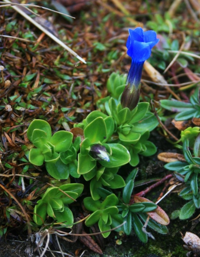 Gentiana orbicularis