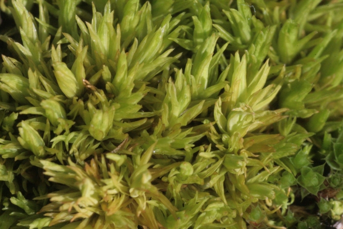 Аулакомниум болотный