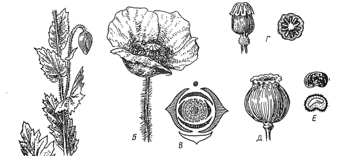 Мак самосейка плод