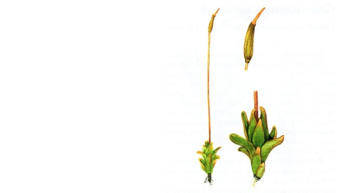 Моховидные растения кукушкин лен