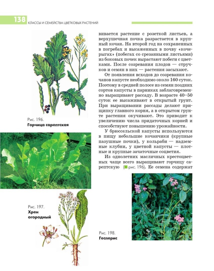 Горчица сарептская