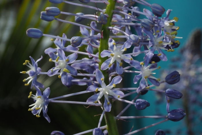 Камассия лейхтлина голубая