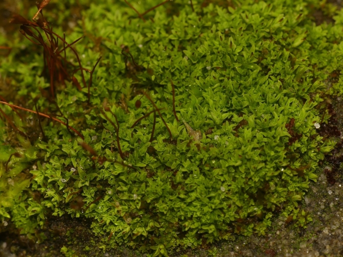 Тортула шиловидная