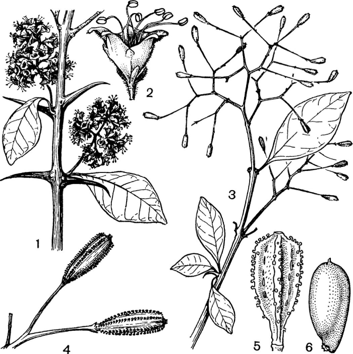 Никтагиновые семейство представители