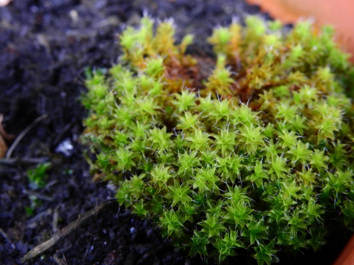 Polytrichum piliferum