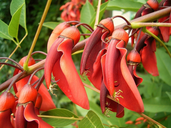 Erythrina crista galli