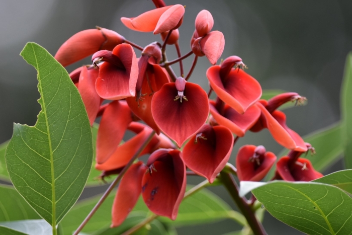 Erythrina crista galli