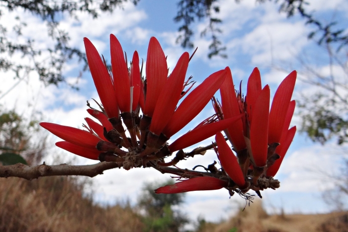 Erythrina acanthocarpa