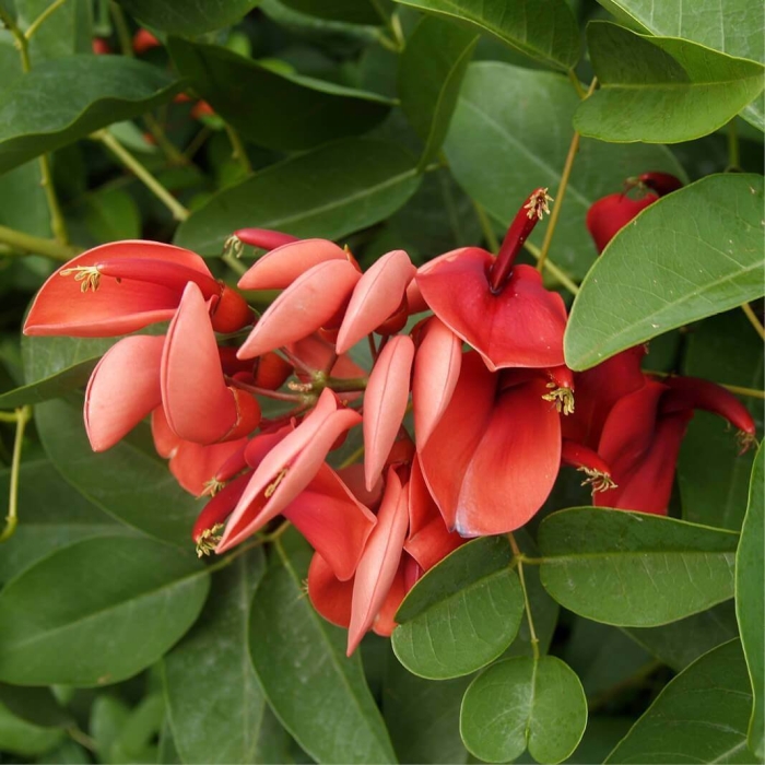 Erythrina corallodendron