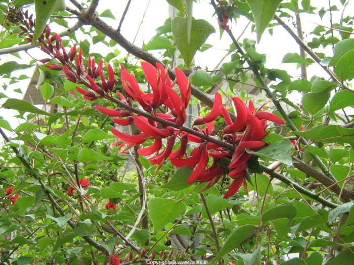 Erythrina corallodendron