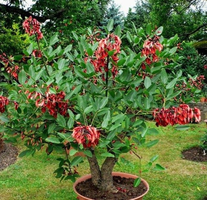 Cockspur coral tree